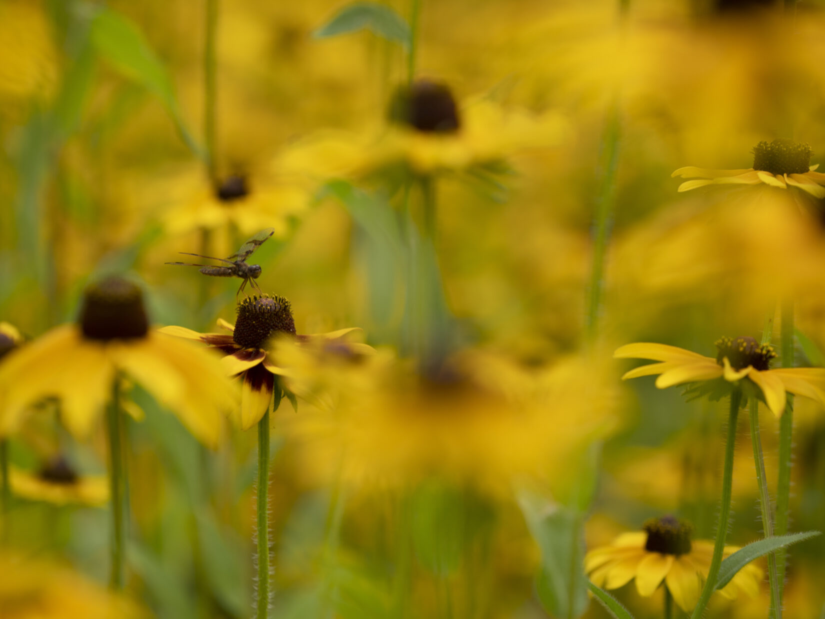 102nd Cross Drive Meadow Flowers 20220716 03129