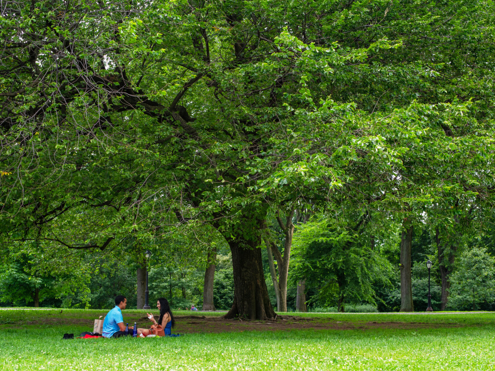 Two people sit on the grass under a tree in Central Park