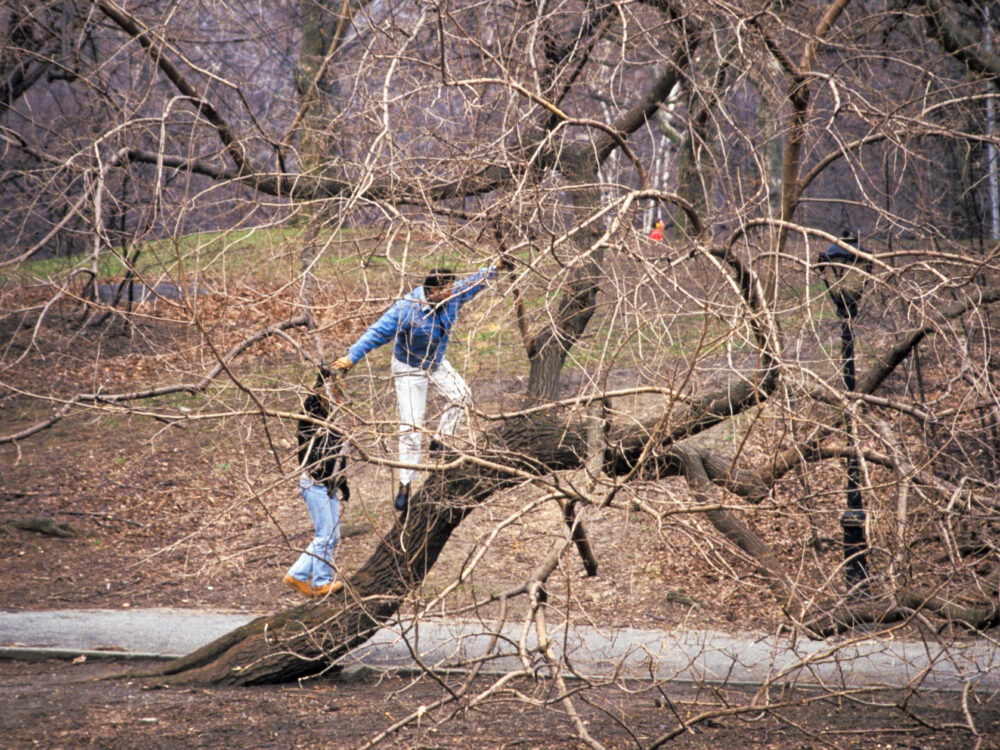 People climbing trees and causing damage