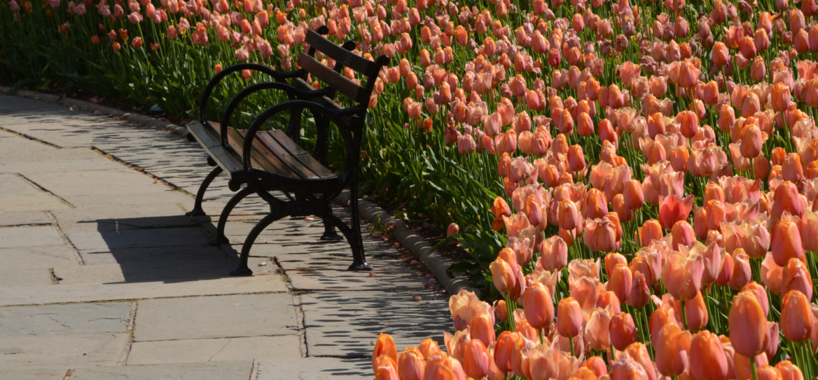 Tulips crowd behind an empty park bench in Conservatory Garden