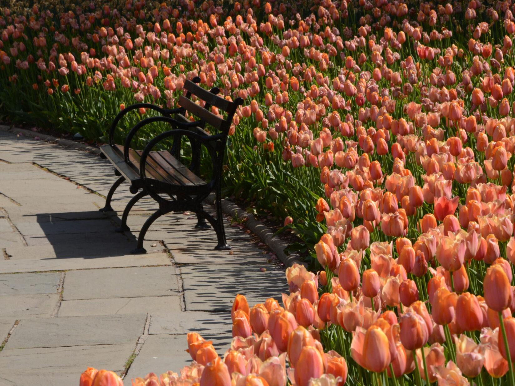 Tulips crowd behind an empty park bench in Conservatory Garden