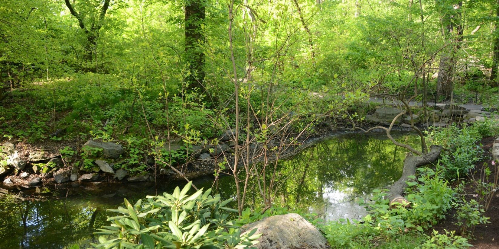 Sunlight streams through the spring-green landscape of the Gill.