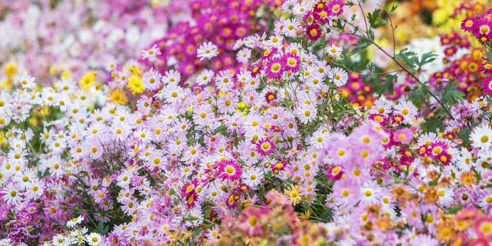 Myriad shades of pink, purple, and yellow crowd this photo of blooms