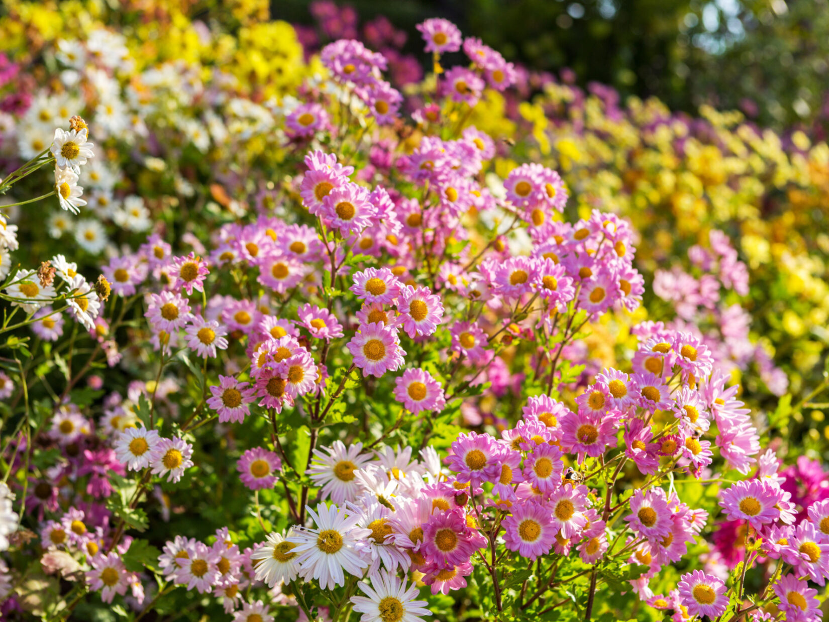 Yellow, white, and pink mums crowded together in detail