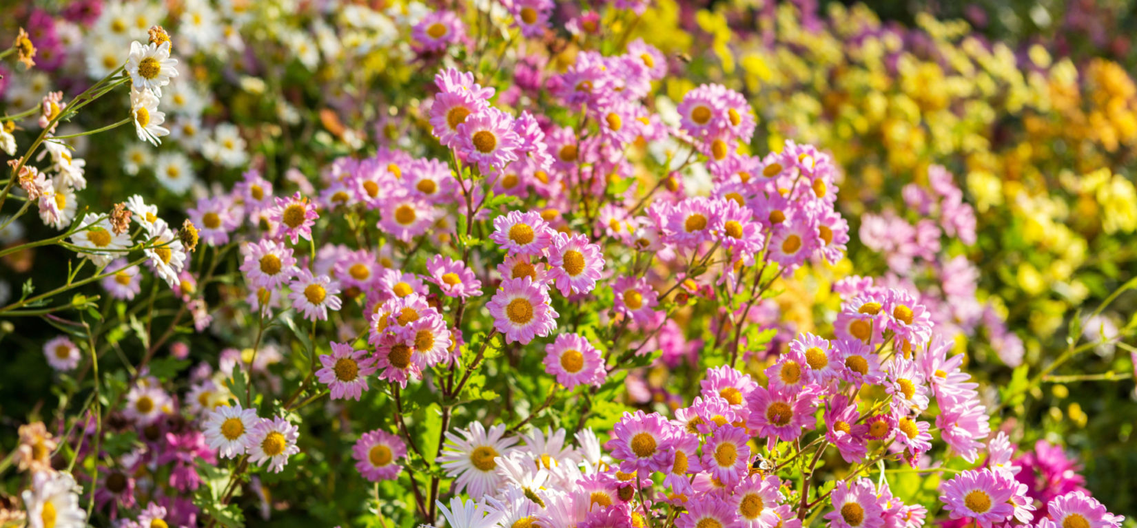 Yellow, white, and pink mums crowded together in detail