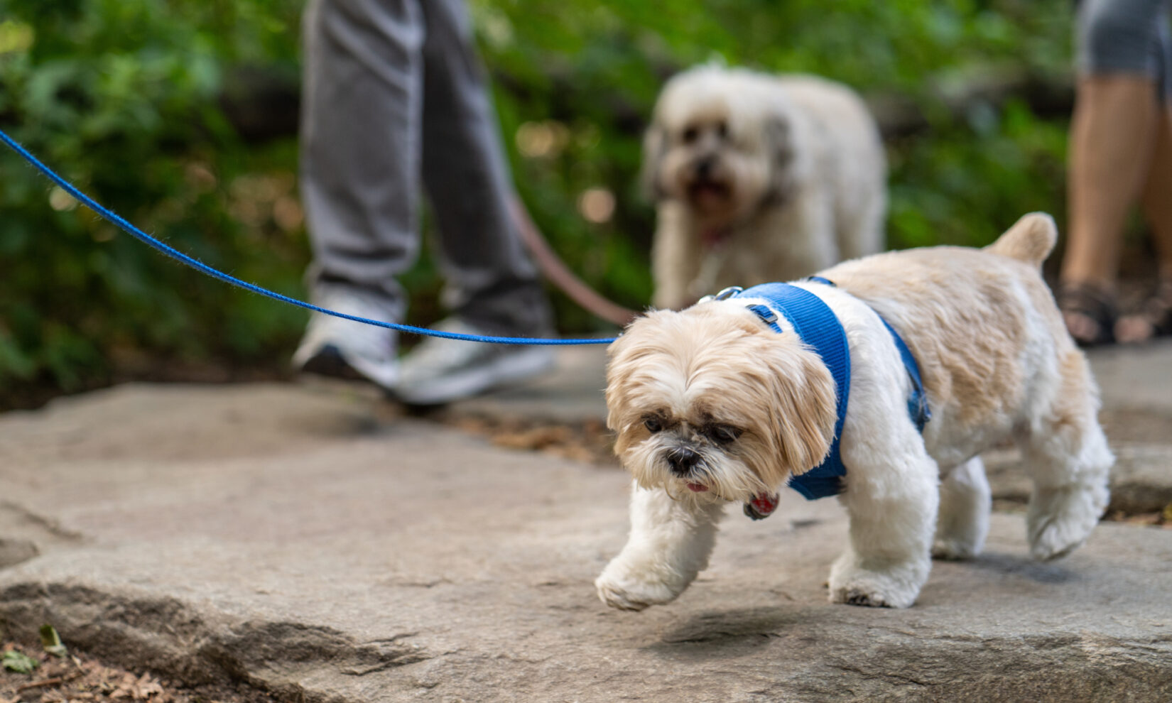 20190908 Hound Hike 010