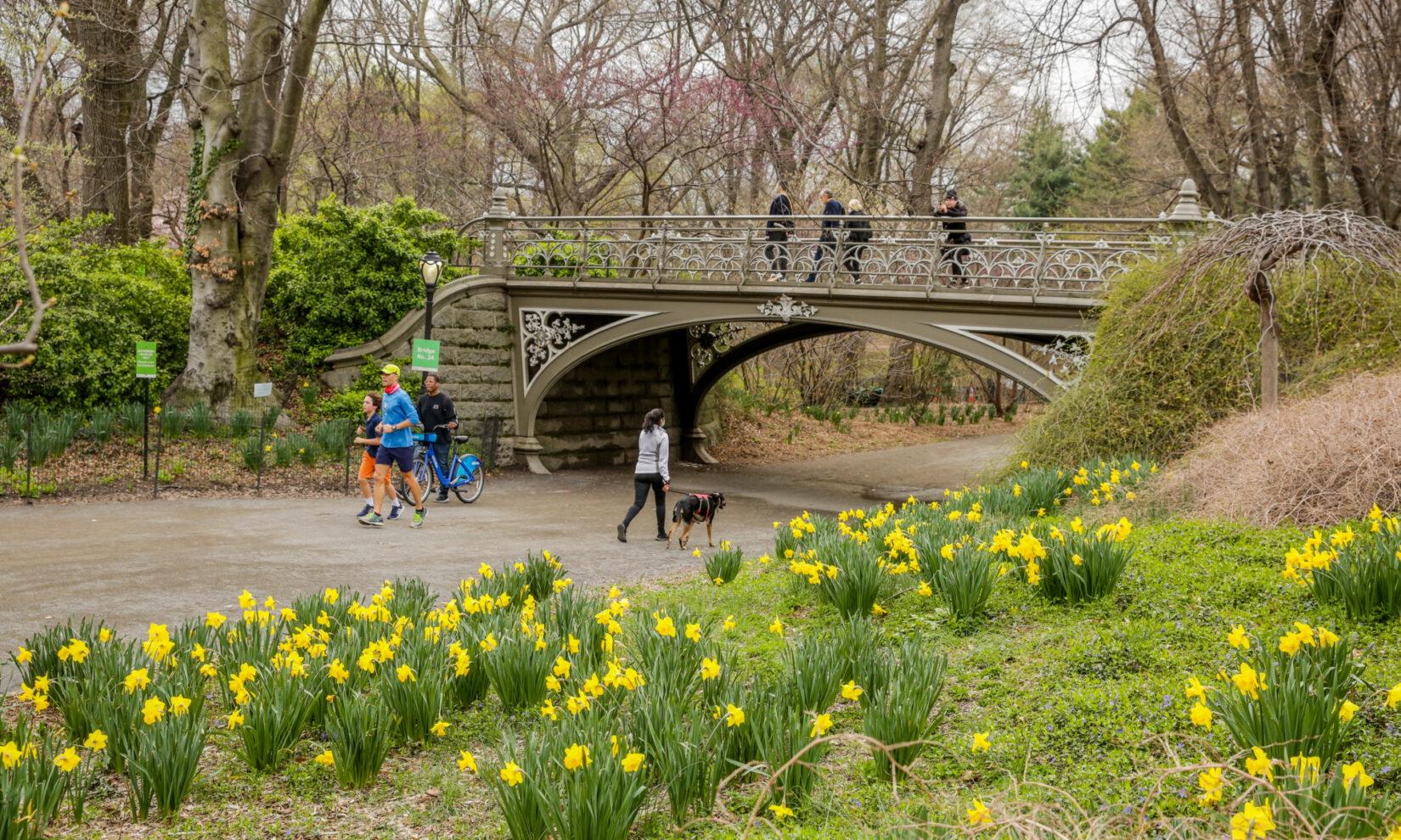 Park goers enjoy the view of early-spring daffodils while they stroll below, and across, Bridge 24.