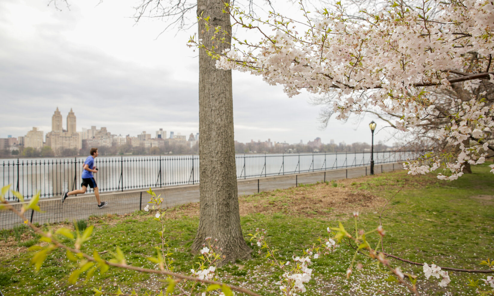 A lone runner makes their way around the track with spring cherry blossoms alongside the path.