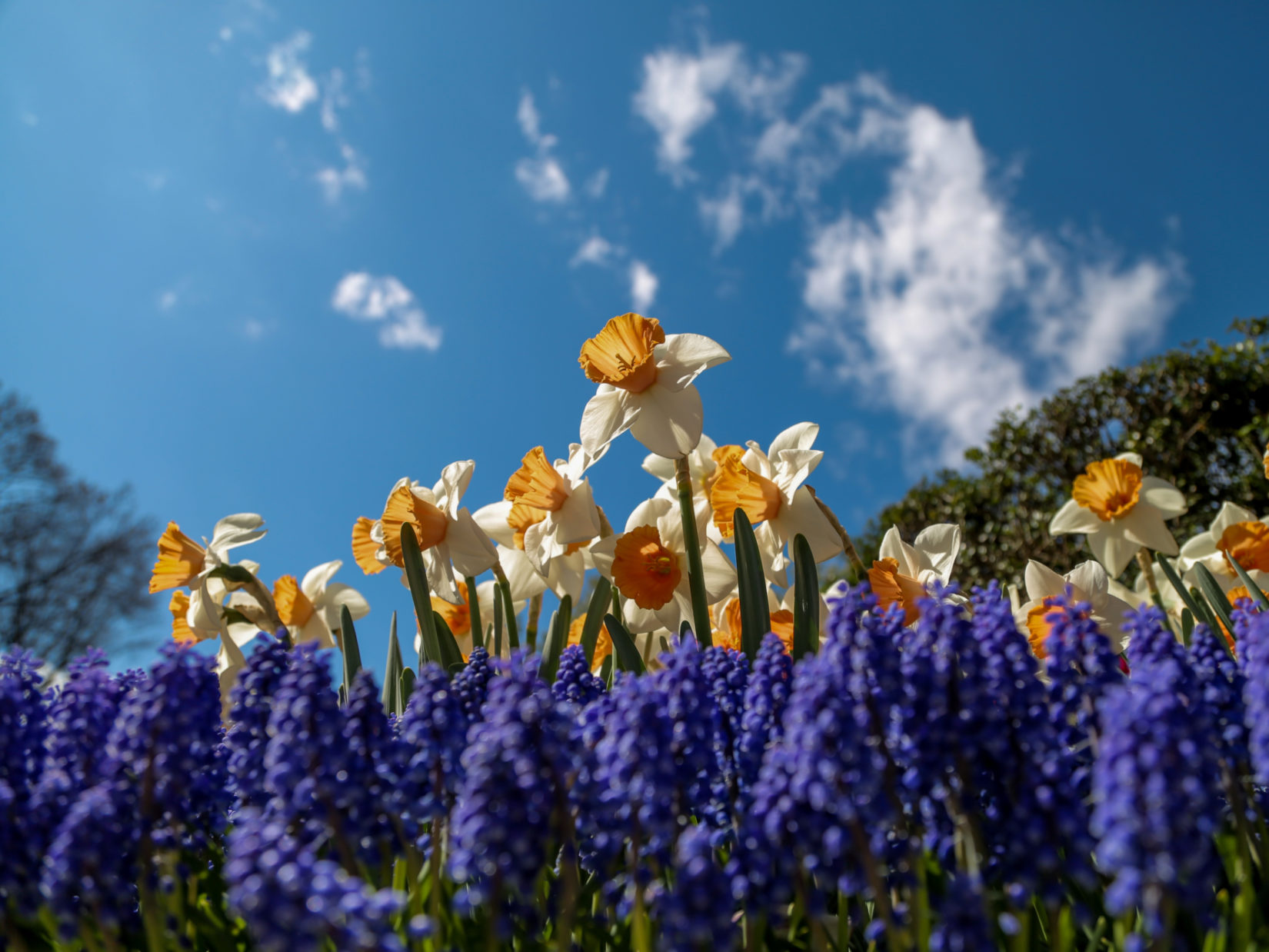 Daffodils and grape hyacinth under a beautiful spring sky