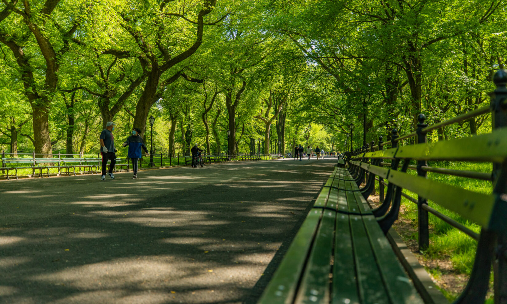 A view from a park bench, looking down the length of the Mall, with trees showing deep green summer leaves