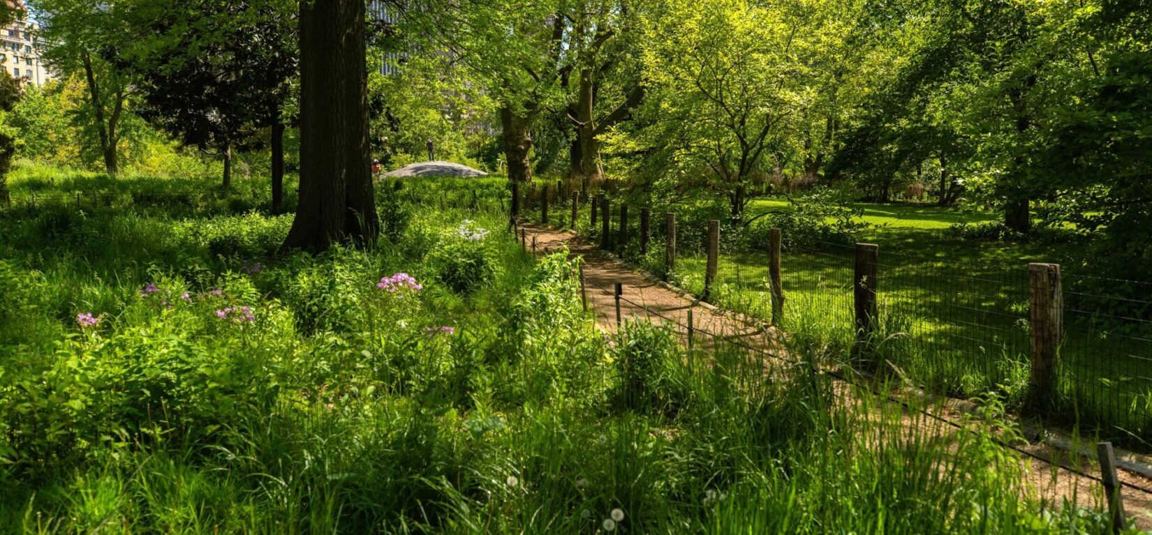 A fenced path runs through the lush, natural meadow