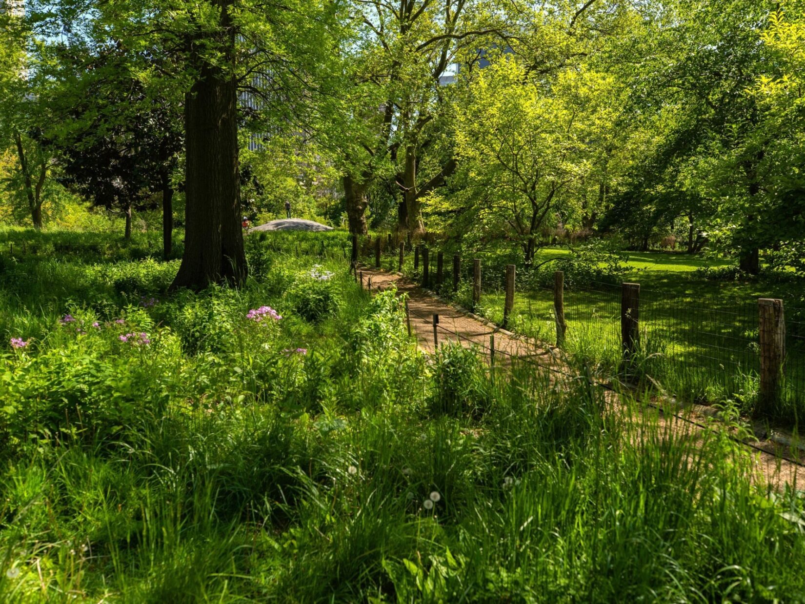 A fenced path runs through the lush, natural meadow