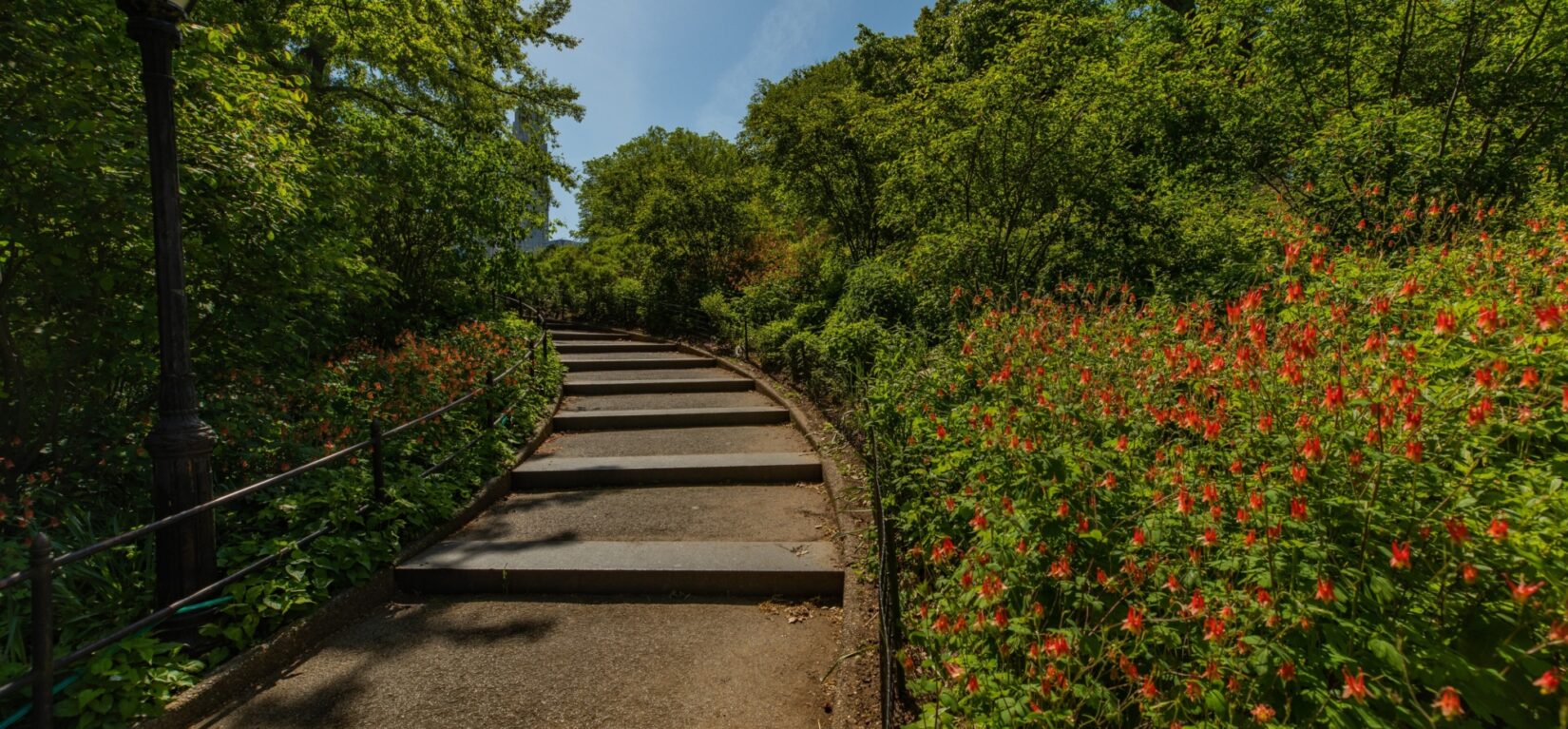 A graceful, inclined path winds through Dene Slope, surrounded by thick trees, grasses, and flowers