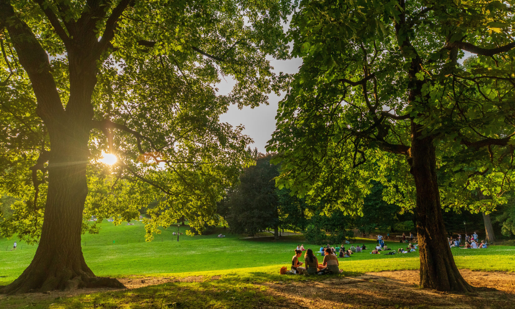 A clutch of parkgoers on a blanket beneath towering trees dramatically lit as the sun sets behind Cedar Hill