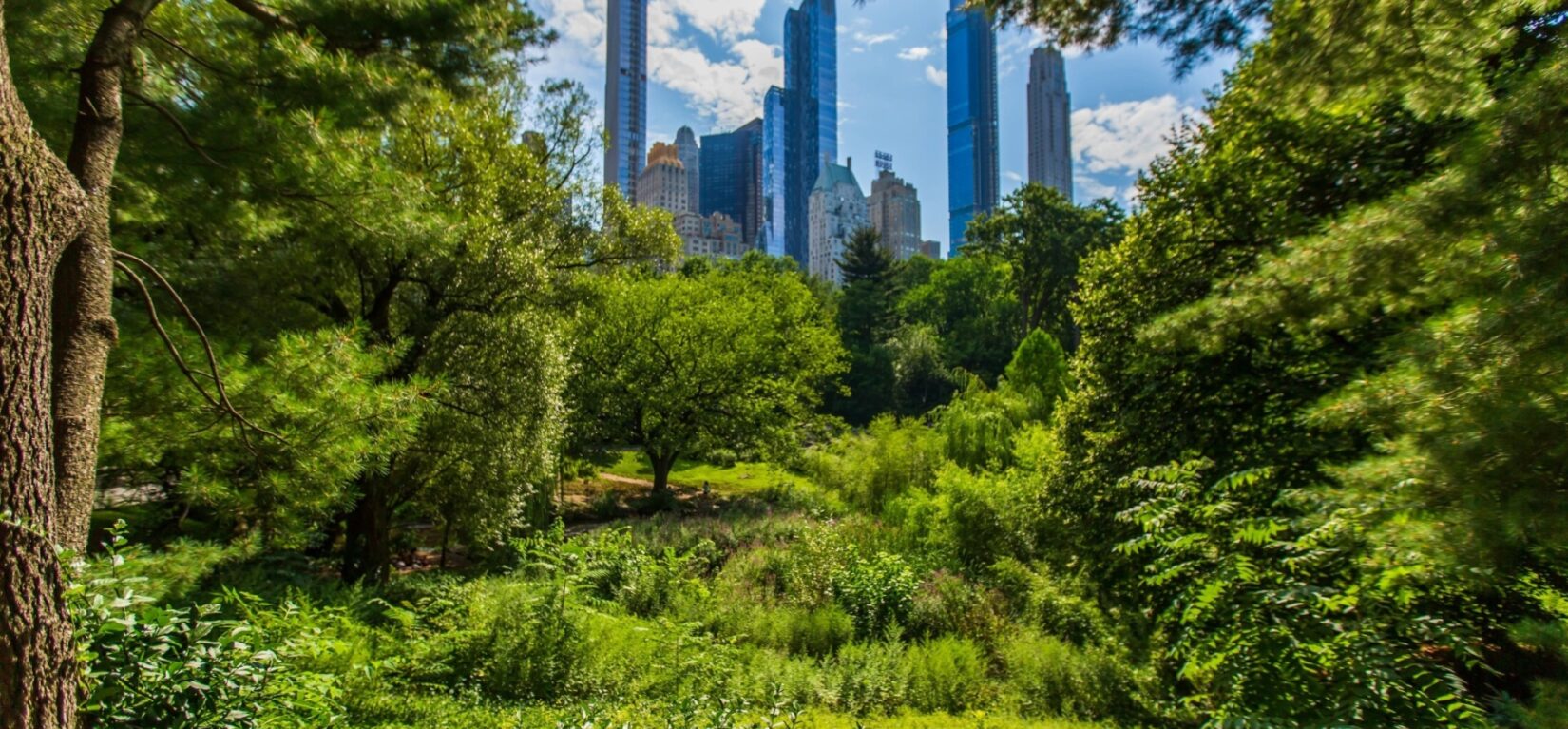 The spires of Midtown are seen in the distance, framed by the cooling foliage of Central Park