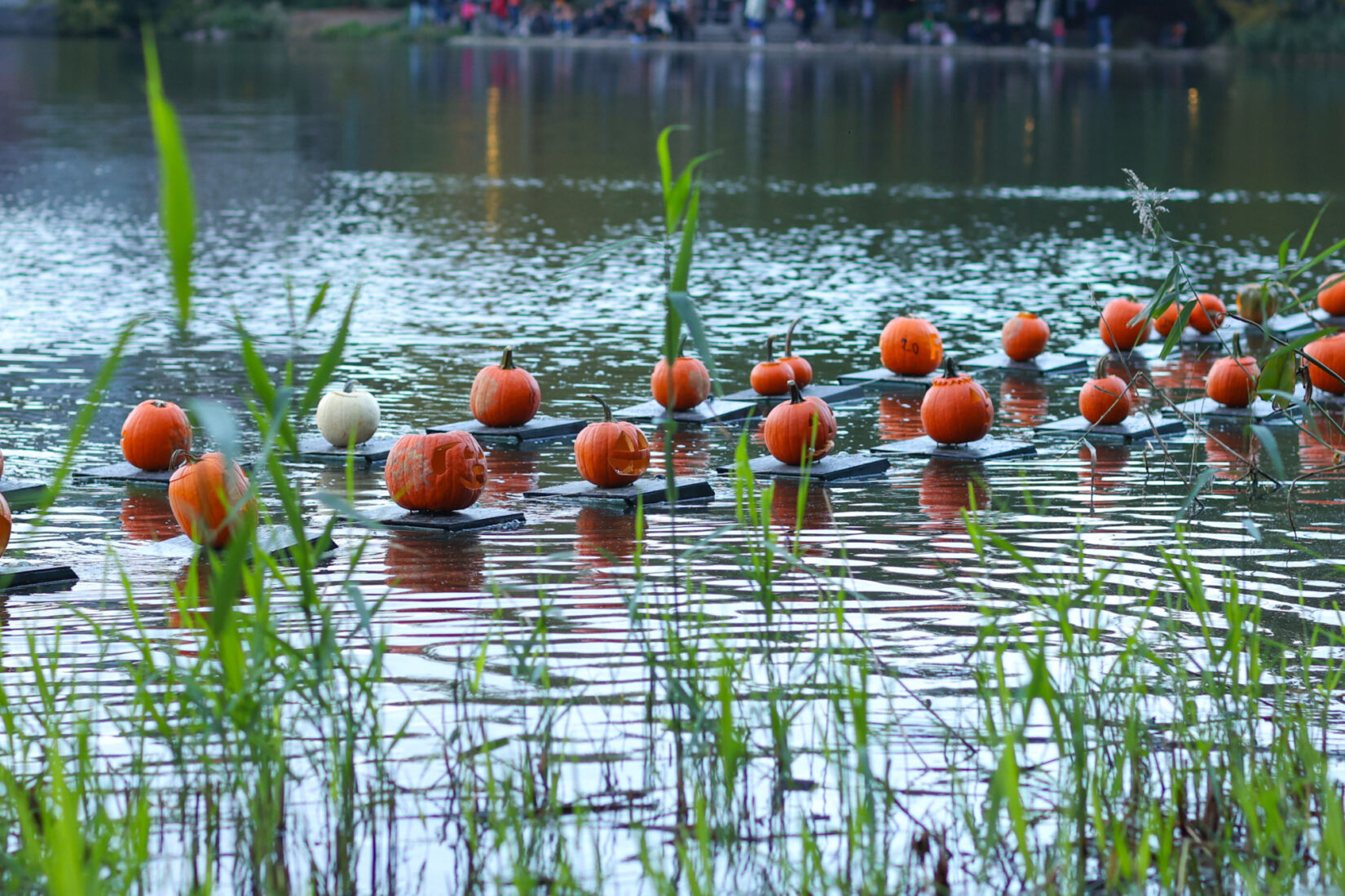 Jack-o'-lanterns bobbing on the Harlem Meer.