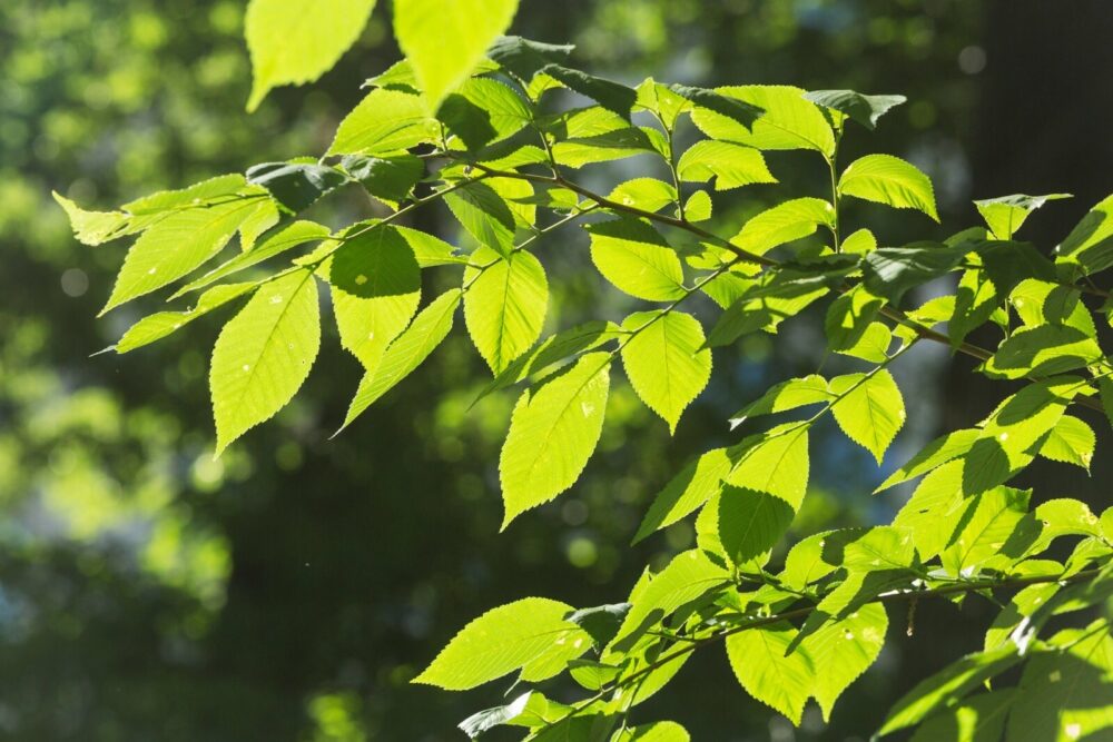 Sun and shadow bring out the detail in this bough of a hybrid elm.