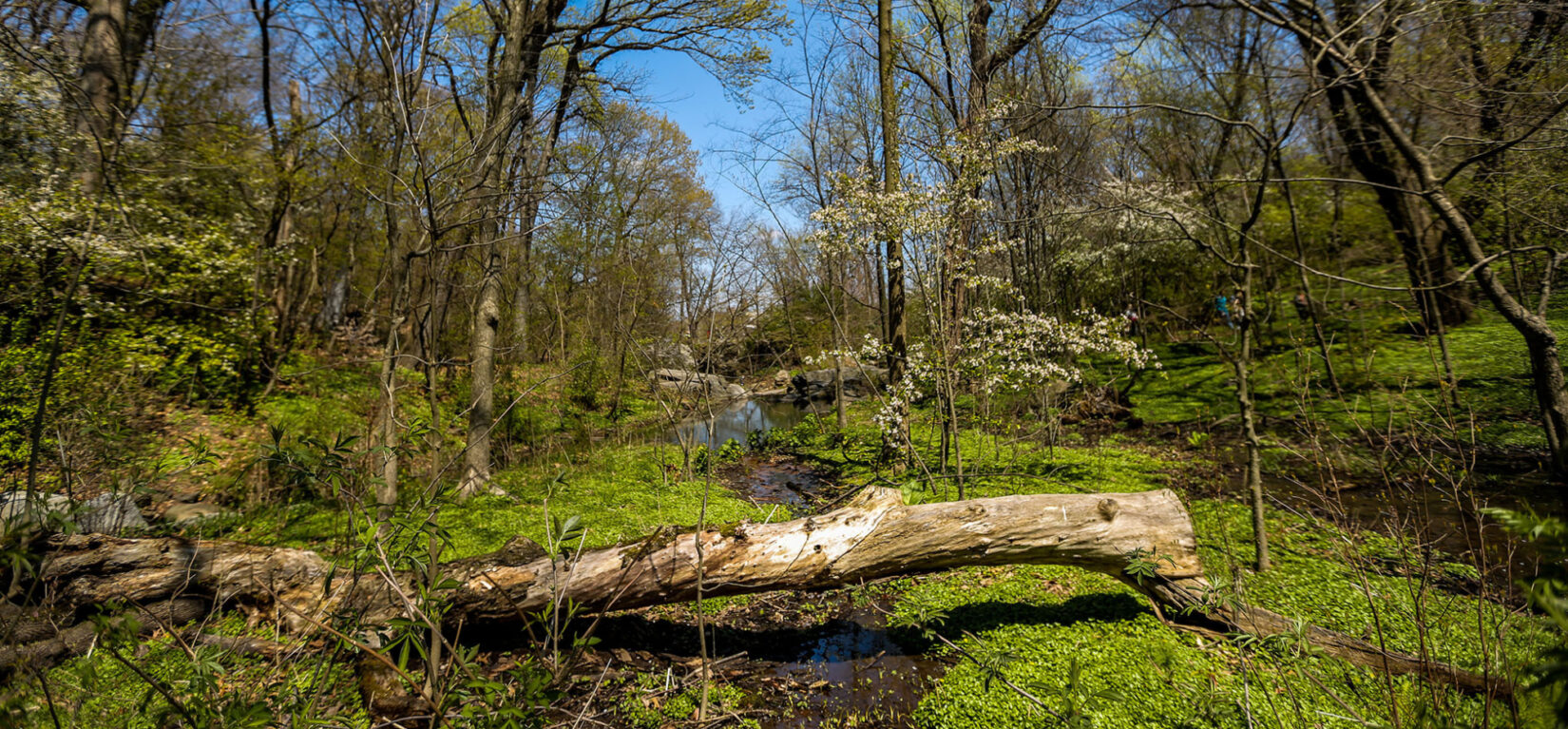 A spring scene with a fallen log spanning a small stream