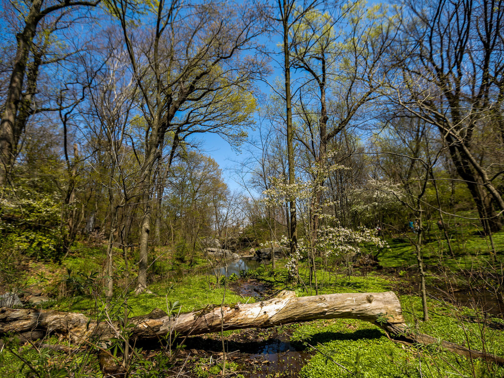 A spring scene with a fallen log spanning a small stream