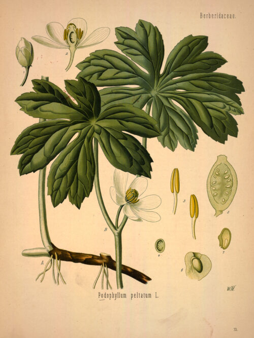 A drawn scientific illustration showing details of the plant.