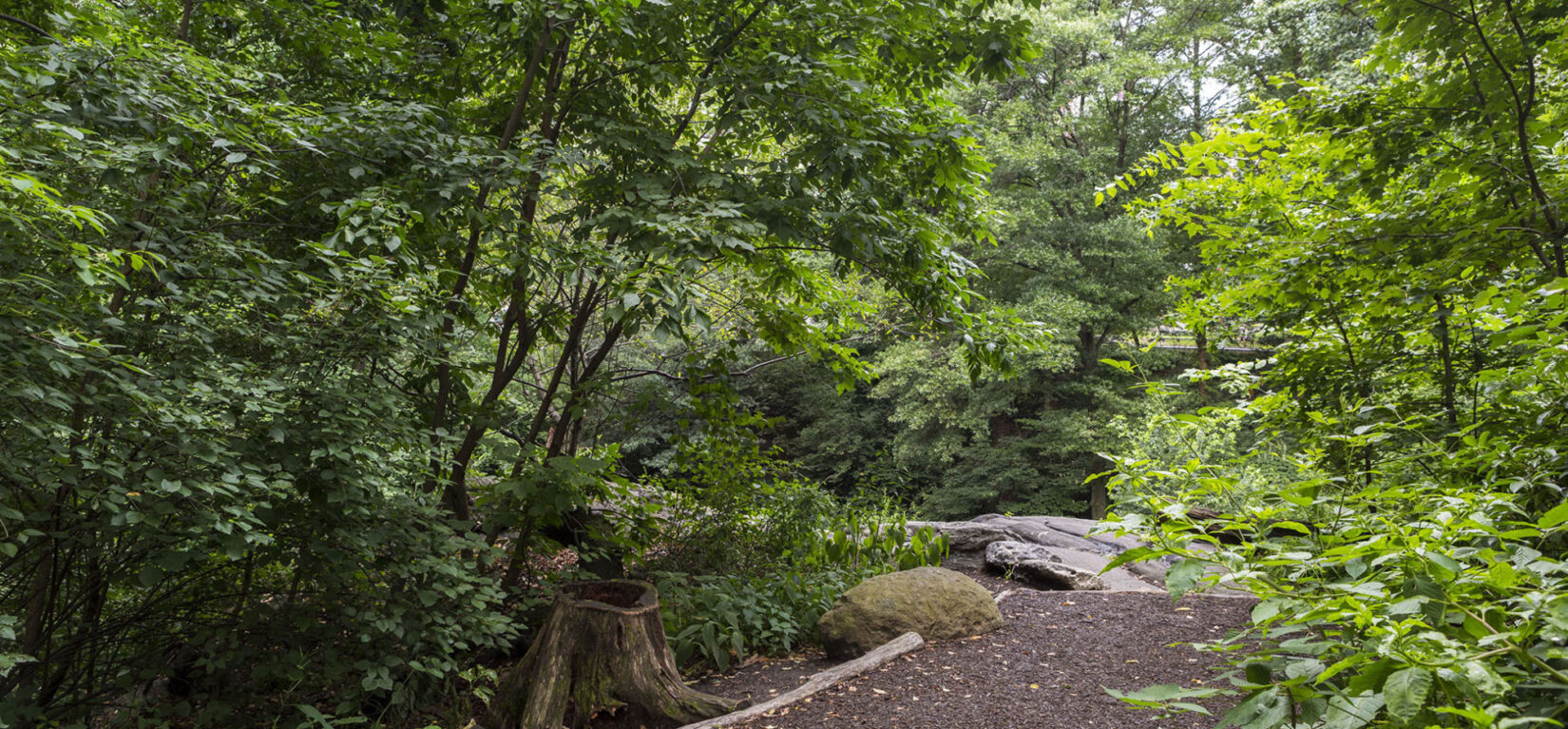 A revitalized footpath is lined by trees and underbrush