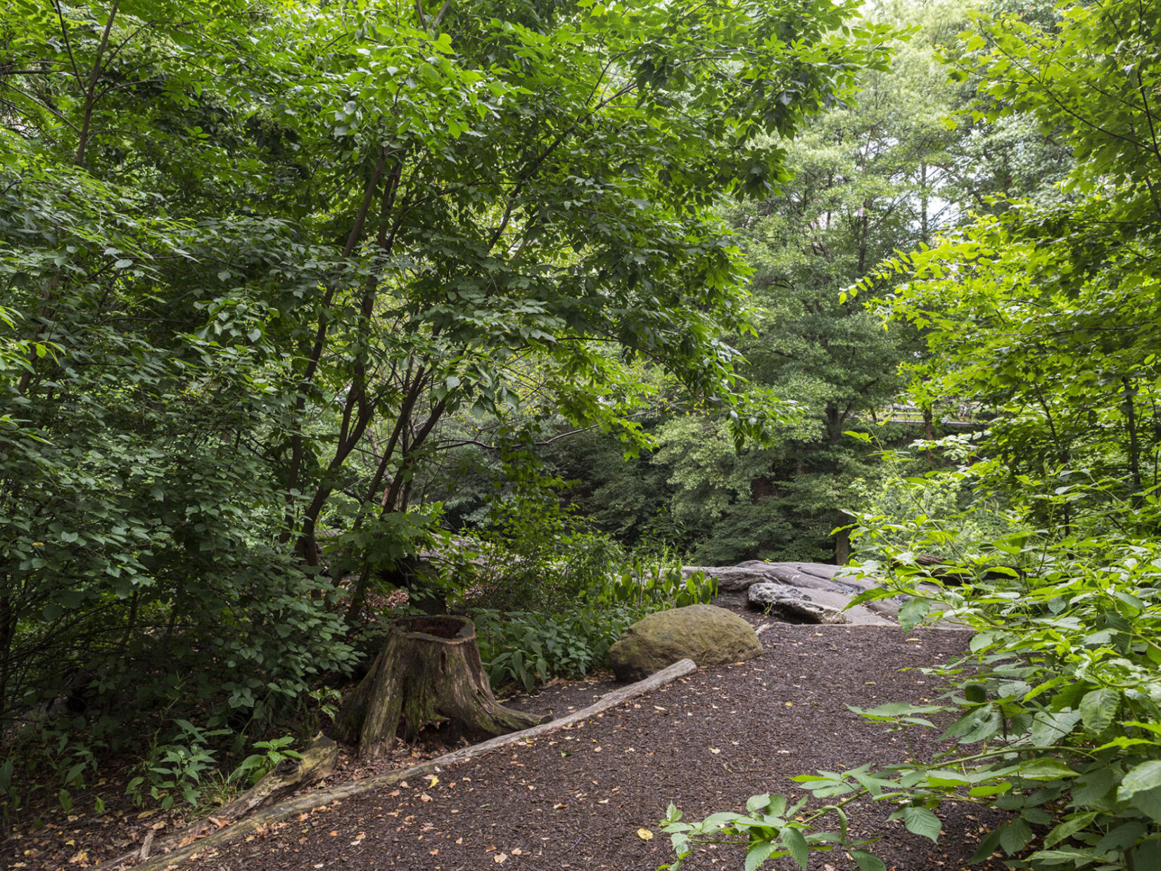 A revitalized footpath is lined by trees and underbrush