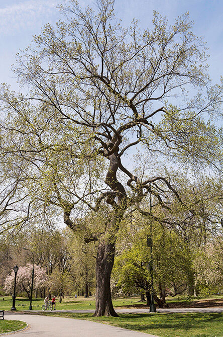 A view of the tree in spring