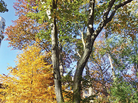 A view of the tree in autumn