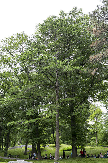 A view of the tree in summer