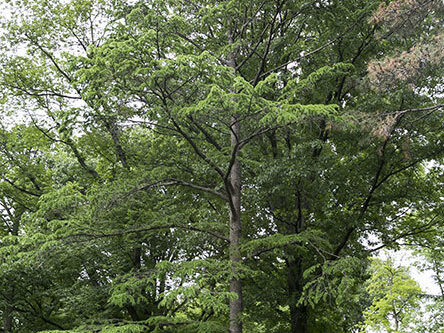 A view of the tree in summer