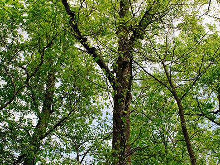 A view of the tree in summer