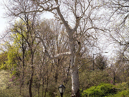 A view of the tree in spring