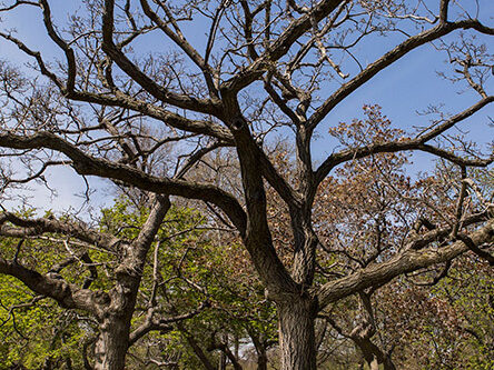 A view of the tree in spring