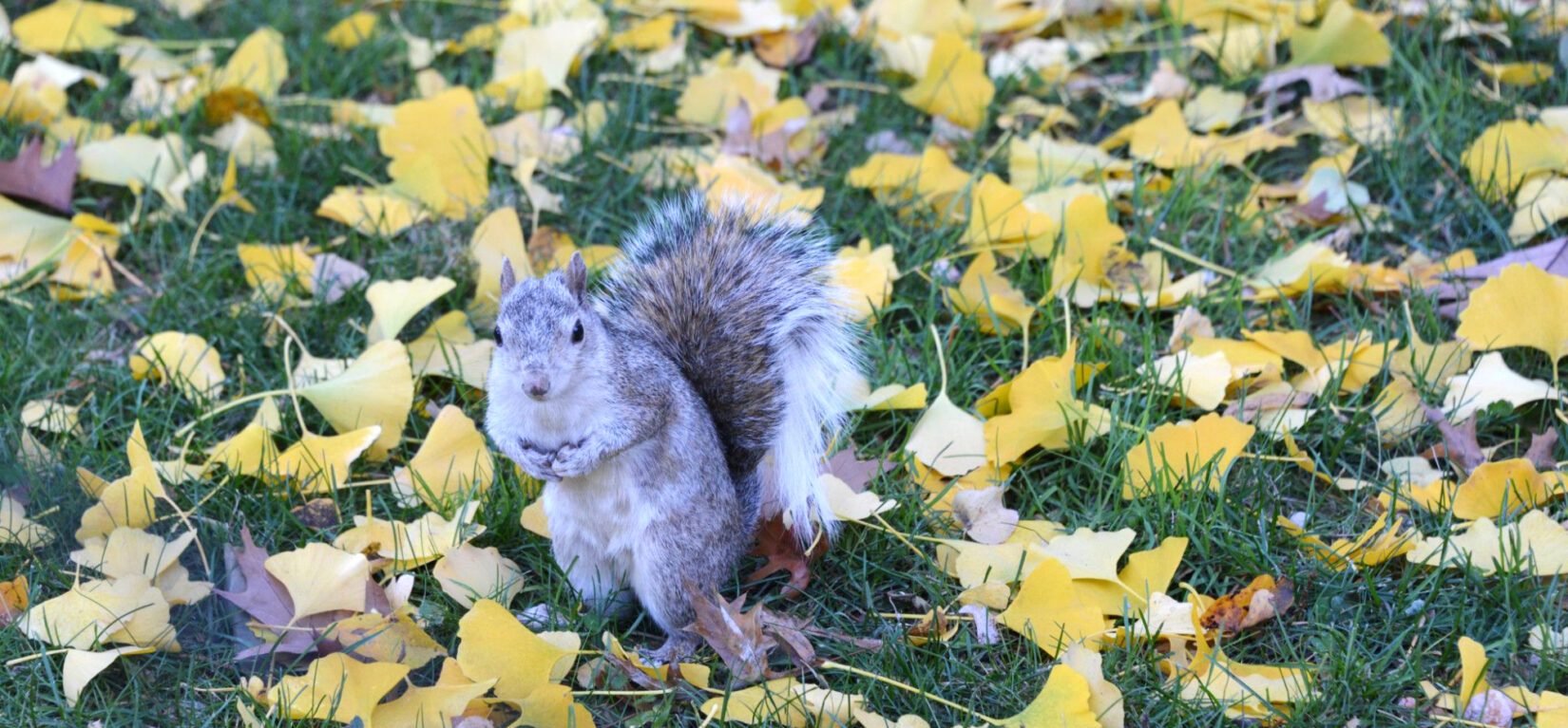 A squirrel poses for a photo among fallen leaves while gathering nuts.