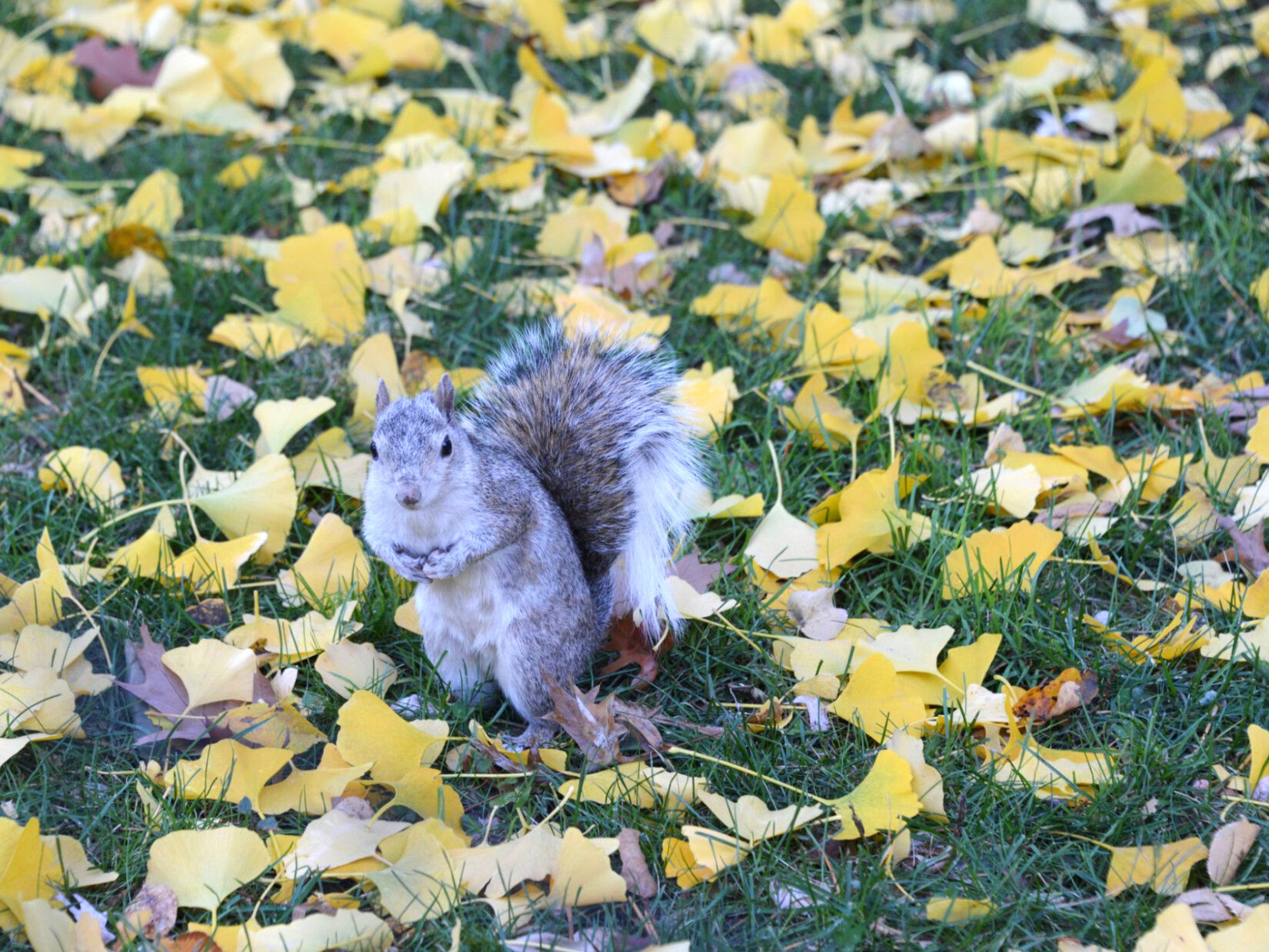 A squirrel poses for a photo among fallen leaves while gathering nuts.