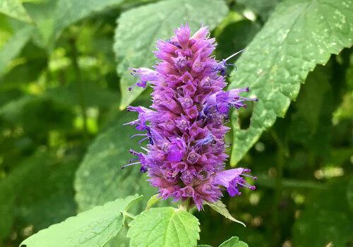 A view of the plant's purple flowers