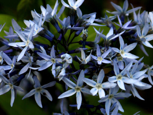 A view of the plants pale blue flowers