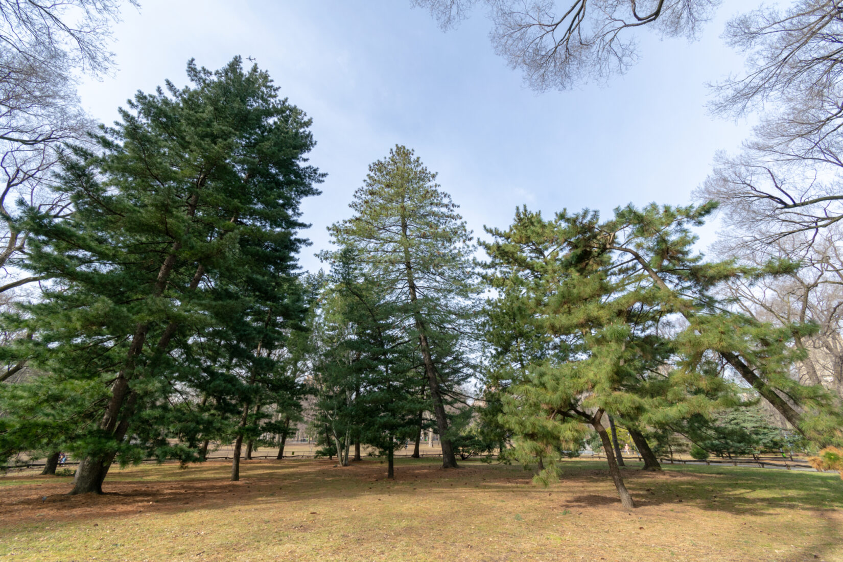 A winter view of pine trees at the Pinetum