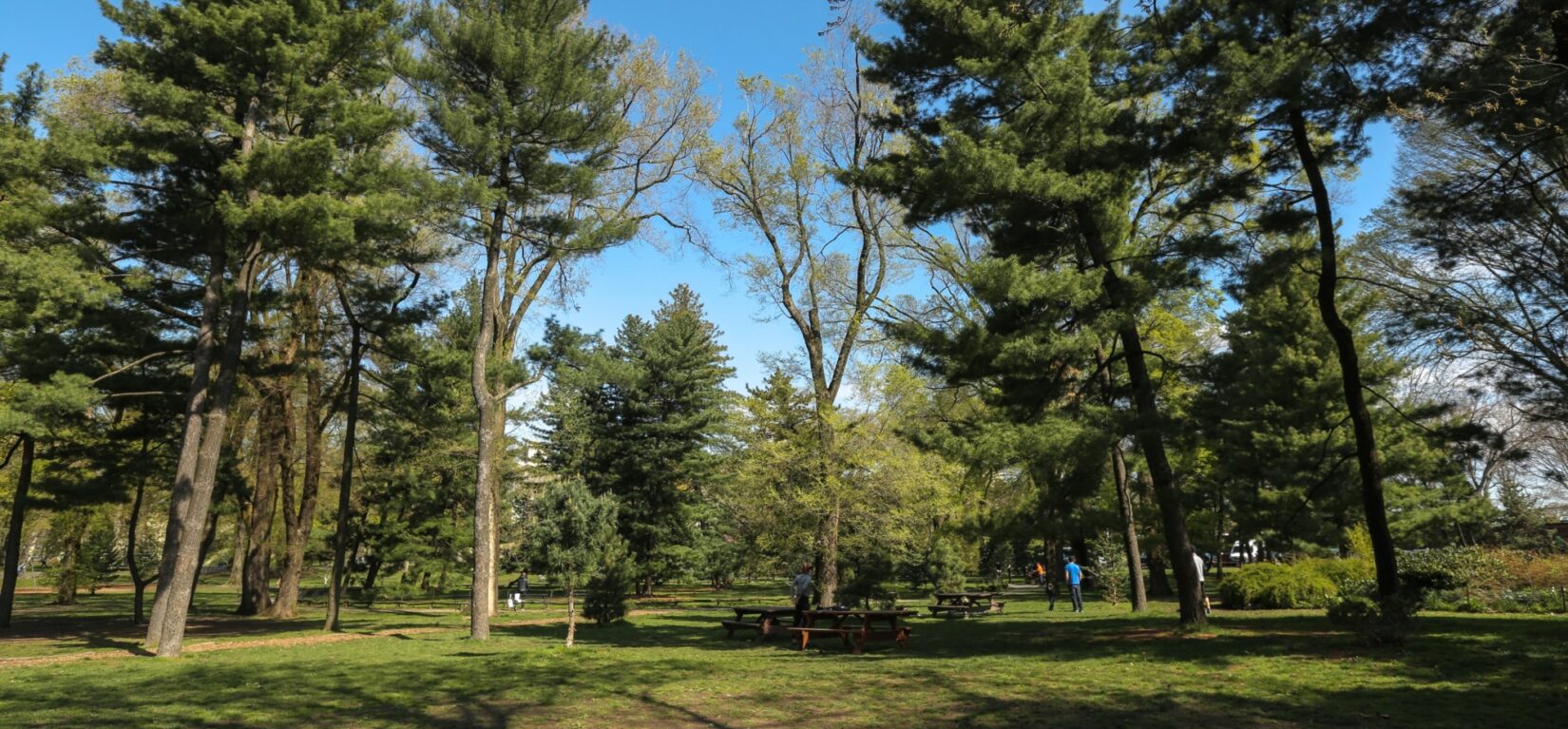 Sunlit view of the deep-green pinetum