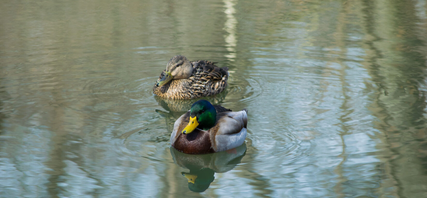 Two ducks looking serene on the still surface of the water