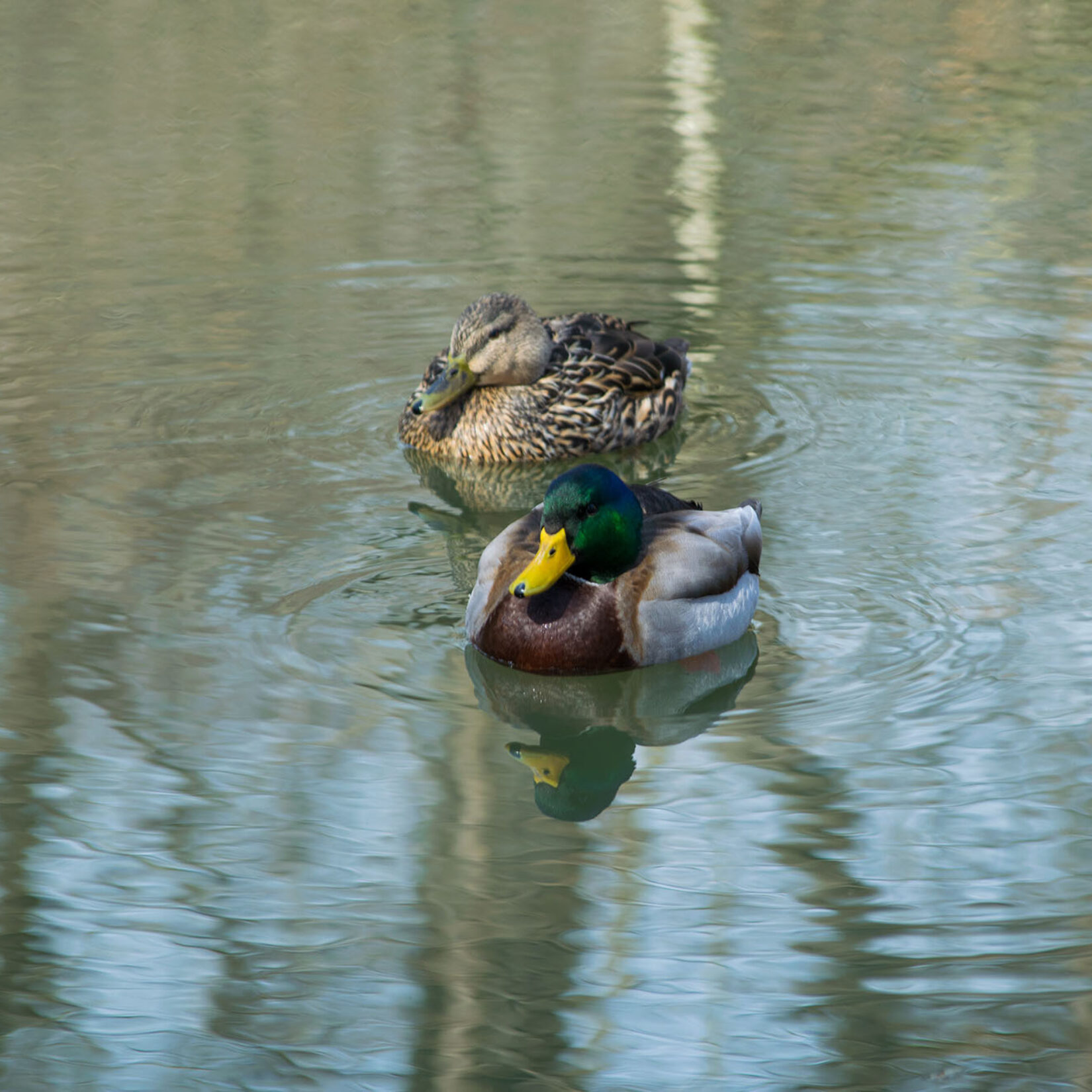 Two ducks looking serene on the still surface of the water