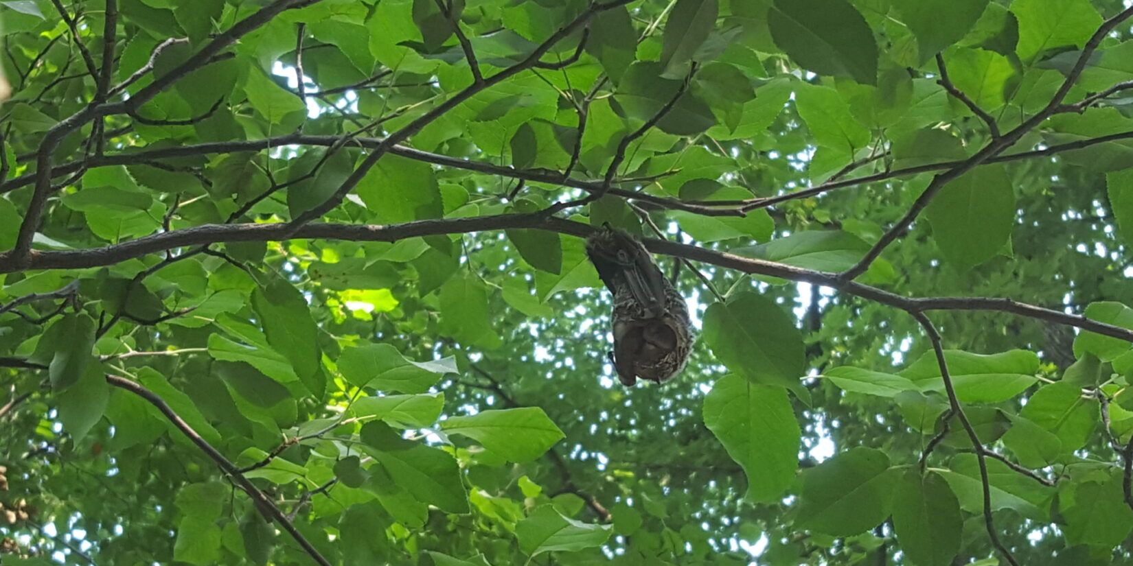 A hoary bat hanging from a branch beneath a canopy of green leaves