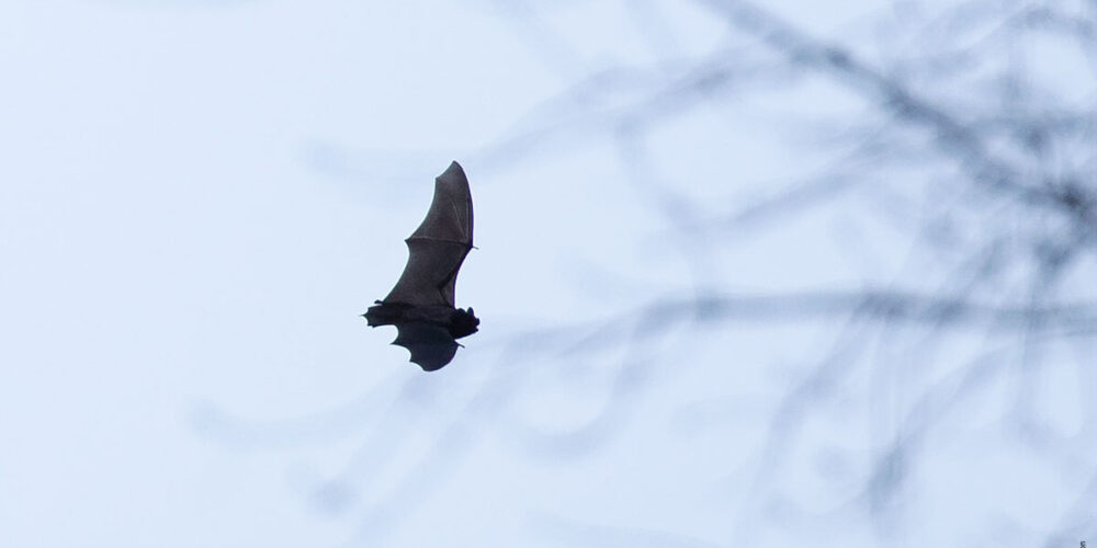 A bat in flight in Central Park