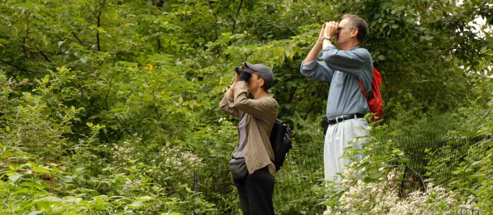 A couple use their binoculars in a woodland setting.