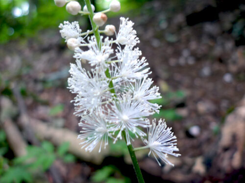 A view of the plant