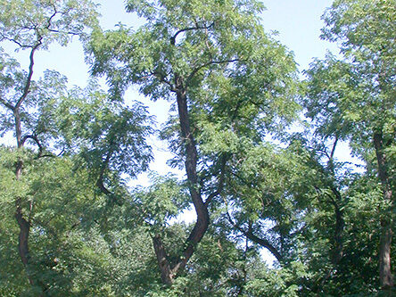 Black locust tree