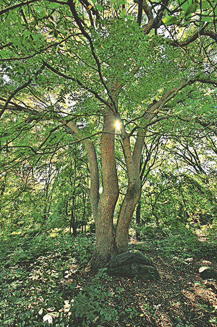 Black tupelo tree