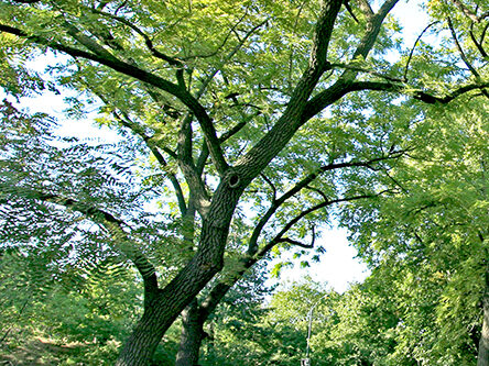 Black walnut tree