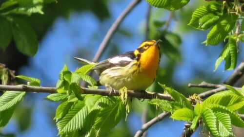 Blackburnian Warbler Ursula Mitra 2020