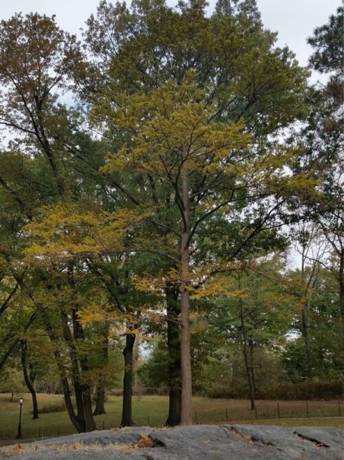 Blog tall 1x What Are Colorful Trees 5